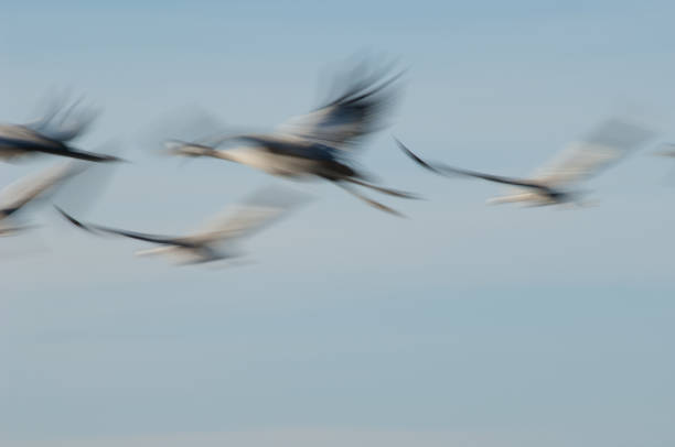 Common cranes Grus grus in flight. Picture blur to suggest movement. Gallocanta Lagoon Natural Reserve. Aragon. Spain.