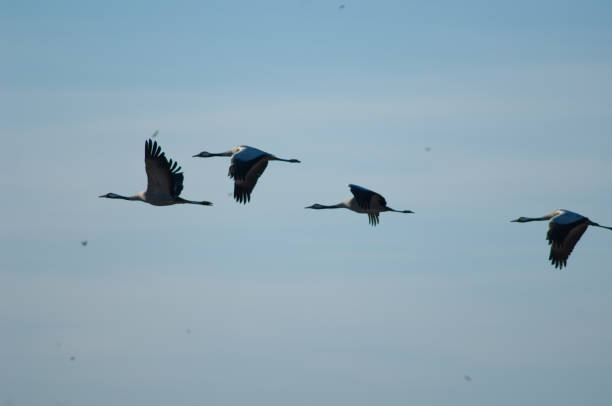 istock Common cranes Grus grus in flight over the Gallocanta Lagoon. 1265958178