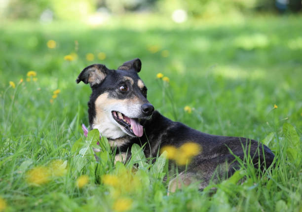 istock Black and ginger mongrel dog lying on green grass 1265958224