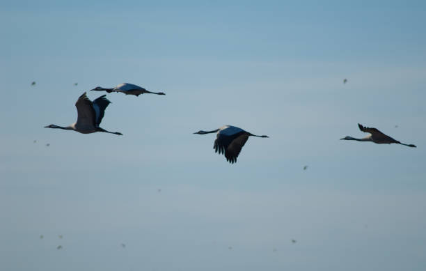 istock Common cranes Grus grus in flight over the Gallocanta Lagoon. 1265958930
