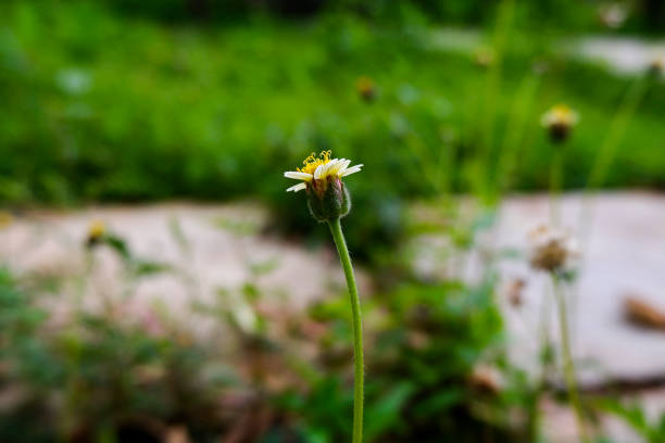 istock small grass flower isolated in green garden 1265959470