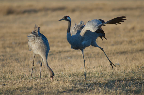 istock Common cranes Grus grus in a meadow. 1265960003