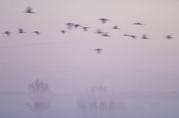 istock Common cranes Grus grus in flight at dawn. 1265960420