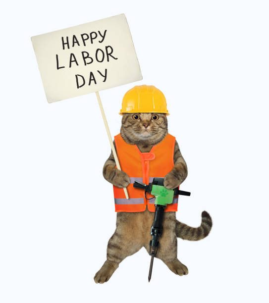 Cat with jack hammer holds sign