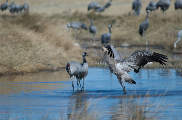 istock Common cranes Grus grus in a lagoon. 1265962952