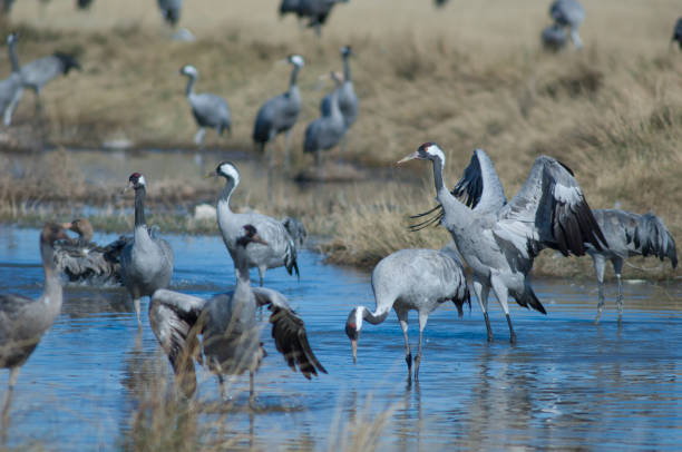 istock Common cranes Grus grus in a lagoon. 1265963078