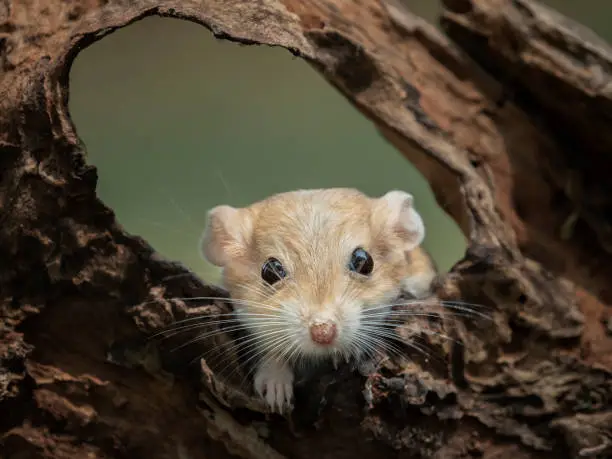 Gerbil stay on dry log