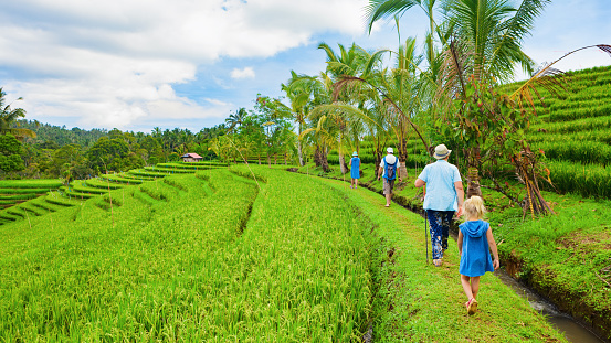 Crops of rice fields on a hot sunny afternoon near Ubud, Bali, Indonesia