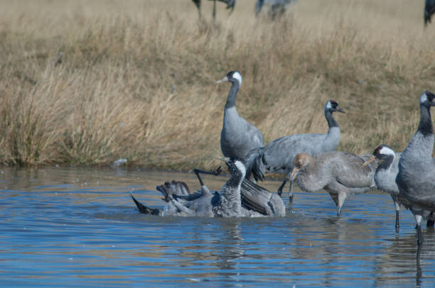 istock Common cranes Grus grus bathing in a lagoon. 1265964918