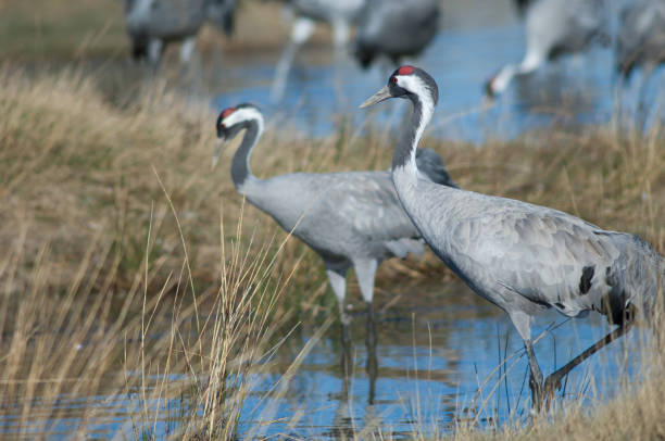 istock Common cranes Grus grus in a lagoon. 1265965320