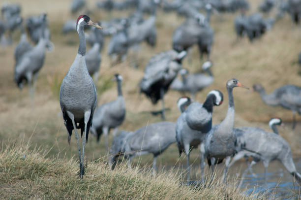 istock Common cranes Grus grus in a meadow. 1265965334