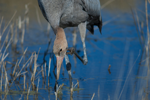 Common crane Grus grus . Juvenile scratching. Gallocanta Lagoon Natural Reserve. Aragon. Spain.