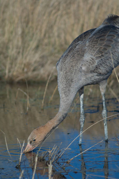 Juvenile common crane drinking water in a lagoon. Common crane Grus grus . Juvenile drinking water. Gallocanta Lagoon Natural Reserve. Aragon. Spain. eurasian crane stock pictures, royalty-free photos & images