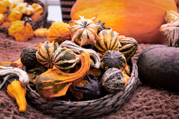 Decorative squashes with unusual shapes. Decorative squashes with unusual shapes in a wicker basket. Autumn harvest squash. unusual basket stock pictures, royalty-free photos & images