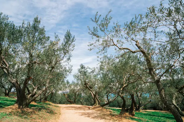 Photo of Shodoshima island Olive park in Kagawa, Japan