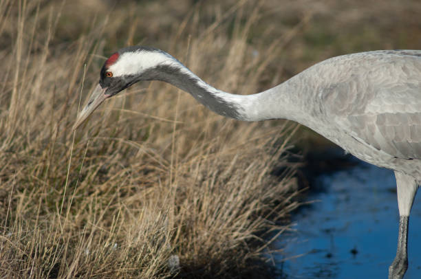 istock Common crane Grus grus in a lagoon. 1265972107