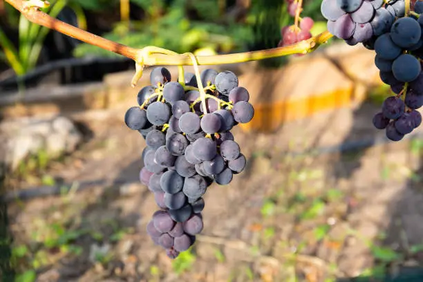 A bunch of ripe white grapes on a vine in the garden