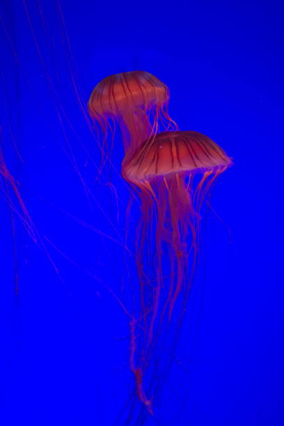 istock Beautiful glowing jellyfish, China 1265972237