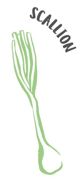 Vector illustration of Green onion or scallion hand painted with ink brush isolated on white background