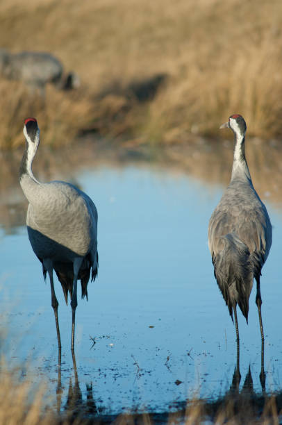 istock Common cranes Grus grus in a lagoon. 1265976179