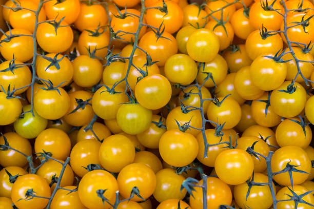 istock The cherry tomatoes on the branches. 1265979827
