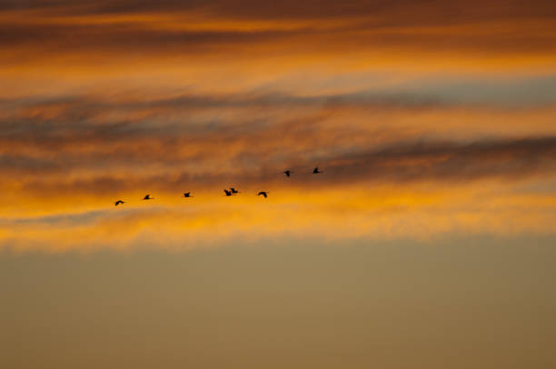 istock Common cranes Grus grus in flight at dawn. 1265980724