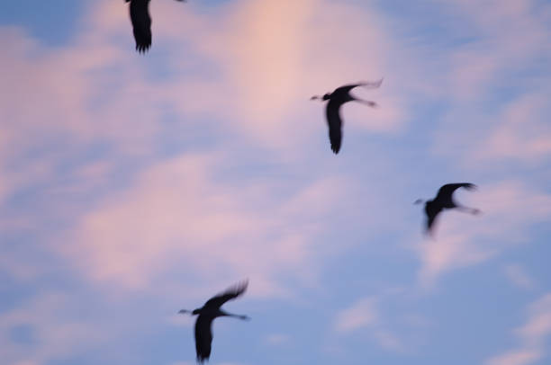 istock Common cranes Grus grus in flight at dawn. 1265980915