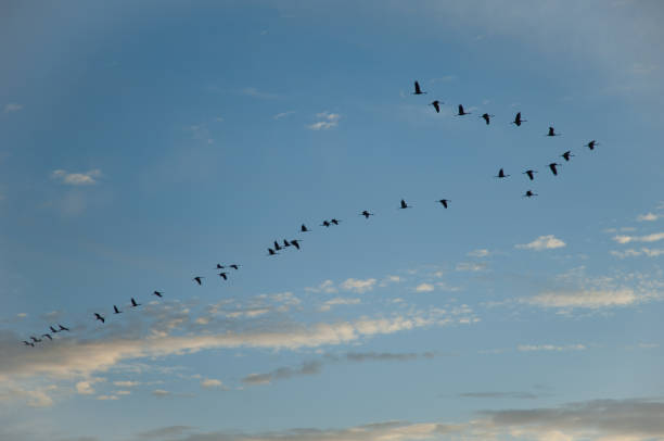istock Flock of common cranes Grus grus in flight. 1265982535