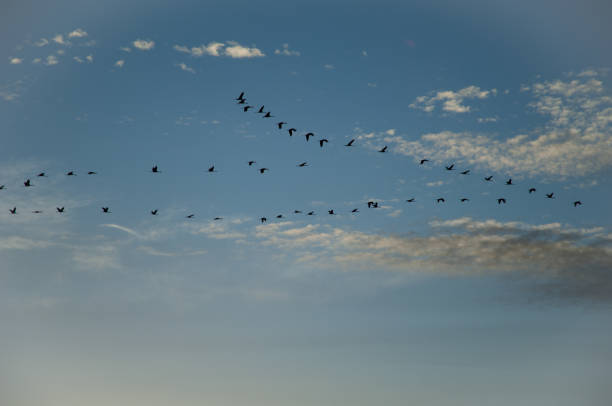 istock Flock of common cranes Grus grus in flight. 1265982544