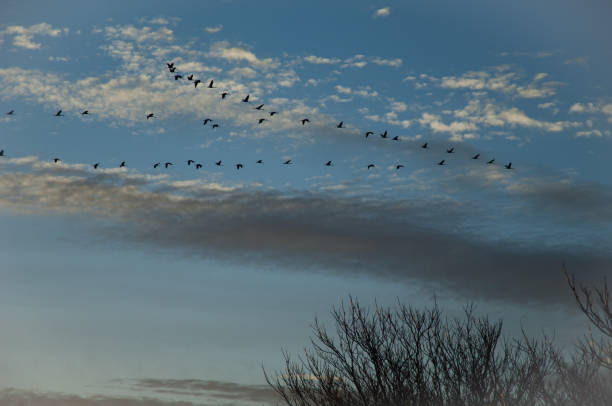 istock Flock of common cranes Grus grus in flight. 1265982555