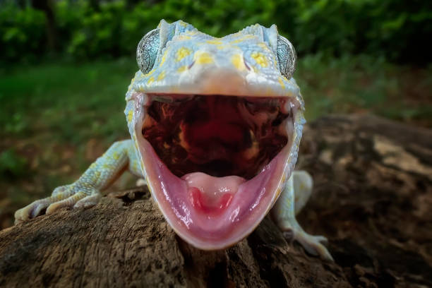 Big Mouth Tokay gecko open mouth tokay gecko stock pictures, royalty-free photos & images