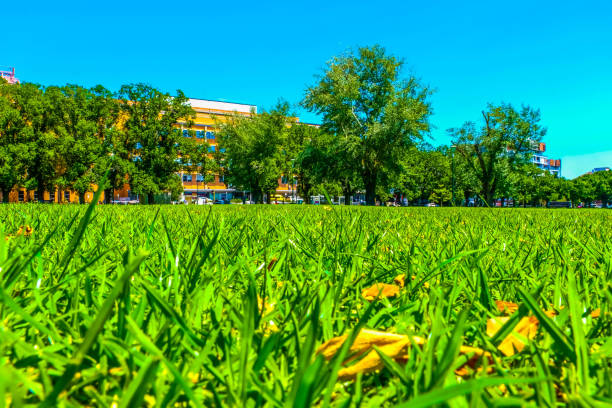 istock View from the ground level, grassy lawn 1265988039