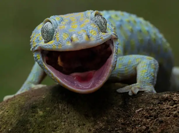 Tokay gecko looks like laughing