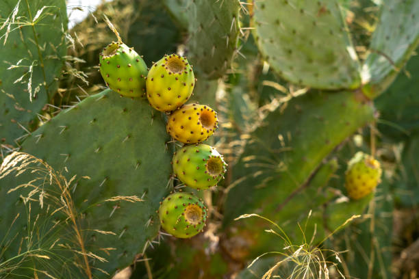 indische feige, kaktusbirne (opuntia ficus-indica, opuntia ficus-barbarisch) - prepared tuna stock-fotos und bilder