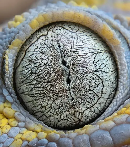 Tokay gecko eye