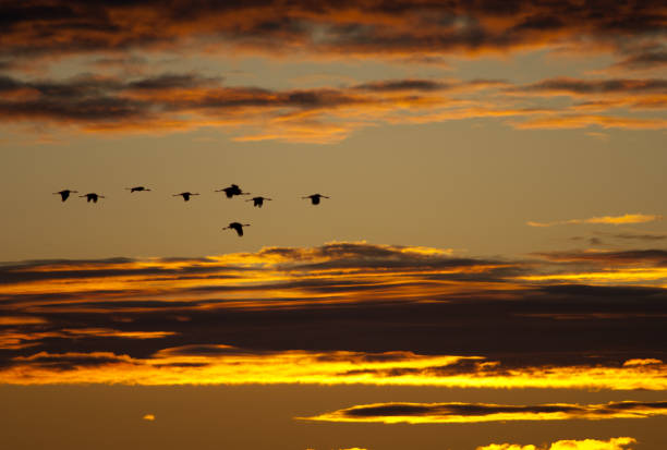 istock Common cranes Grus grus in flight at dawn. 1265995751