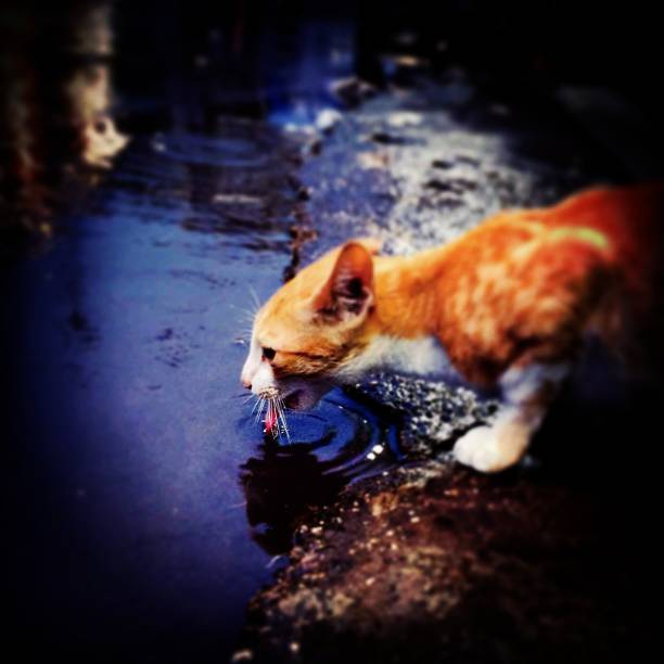 A brown cat making ripples in a puddle of rainwater in the street as it drinks from it.