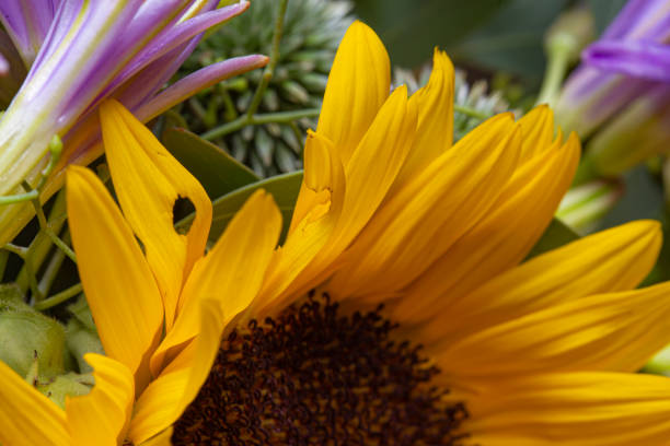 istock Yellow smooth petals on a sunflower bouquet 1266002357