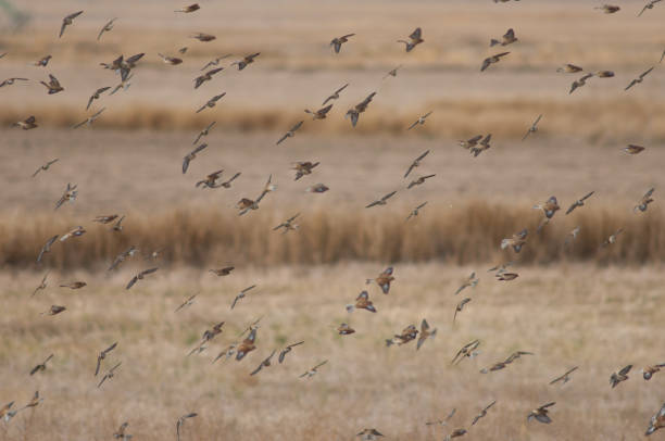 istock Flock of birds in flight in the Gallocanta Lagoon. 1266007953