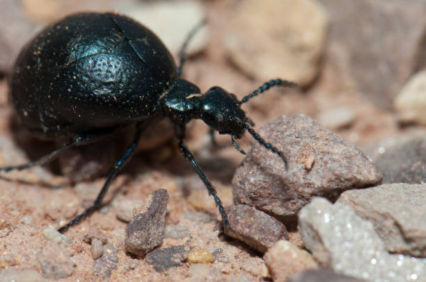 istock Oil beetle Meloe sp. Gallocanta Lagoon Natural Reserve. 1266009053