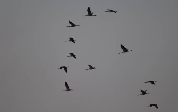 istock Flock of common cranes Grus grus in flight. 1266009130