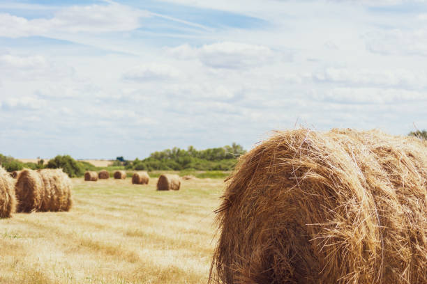 Dry hay in a round bale. Close-up with soft warm shadows. Dry hay in a round bale. Close-up with soft warm shadows. There are a lot of Cumulus clouds and bales of dry grass in the background. The harvesting of the fields. bale photos stock pictures, royalty-free photos & images