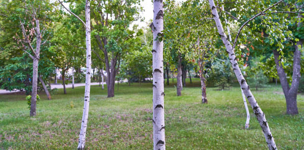 istock birch trees grow in the forest outside the city 1266018552