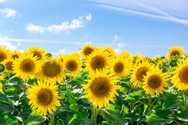 istock Sunflower field landscape.. 1266019888