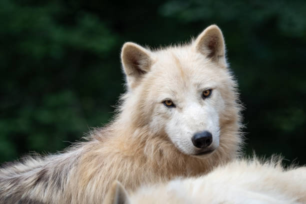 istock Arctic wolf (Canis lupus arctos), also known as the white wolf or polar wolf 1266020627