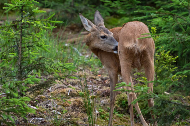 istock Roe deer in forest, Capreolus capreolus. Wild roe deer in nature. 1266021757