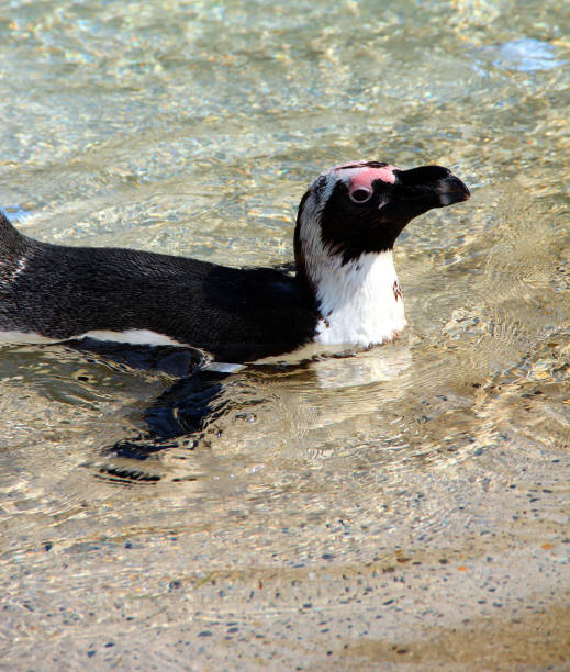 pinguino jackass giovane nuotante - jackass penguin penguin zoo swimming animal foto e immagini stock