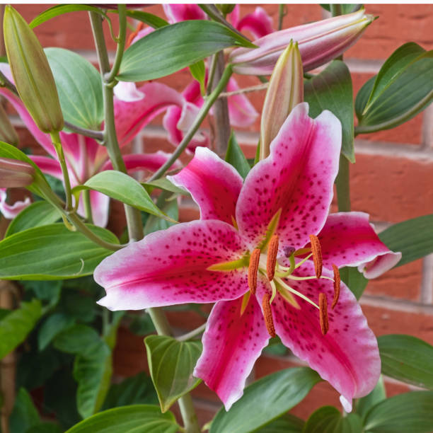 istock Oriental Lilies ( Lilium ) known as Stargazer 1266025258