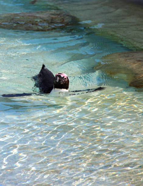 pinguino jackass giovane nuotante - jackass penguin penguin zoo swimming animal foto e immagini stock