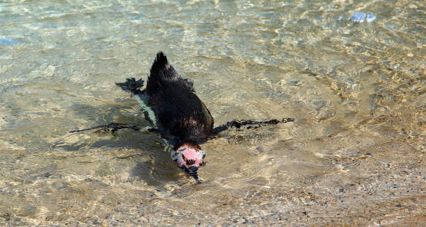 mergulhando o jovem pinguim jackass - jackass penguin penguin zoo swimming animal - fotografias e filmes do acervo